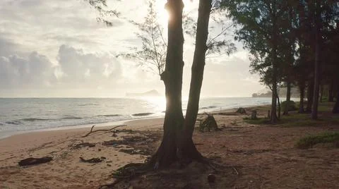 Camera moves in rainforest through trees. Wild beach on tropical island Oahu Stock Photos