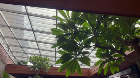 Camera moves from right to left showing a green indoor tree . Stock Footage 320506251