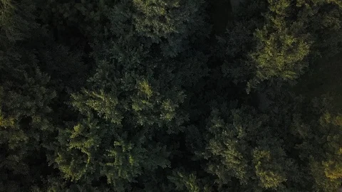 Camera moves rising up from green forest Video stock 92359774