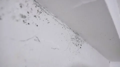 Camera moves to show spots of black mold fungus forming on white wall indoors Stock Footage 268801143