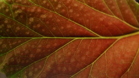 The camera moves sideways along the Begonia leaf, white spots texture Stock Footage 228576432