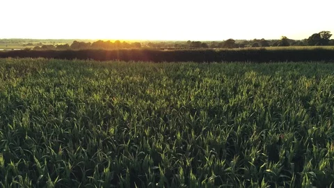 Camera moves sideways, low over green corn field with colourful saturated sunset Stock Footage 92710468