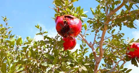 Camera moves on a slider under the tree with overripe pomegranates Stock Footage 118908928