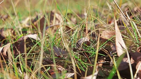 The camera moves slowly along the surface of the ground with grass and fallen Stock Footage 142342342