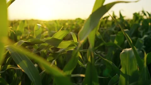 The camera moves slowly among corn field at sunset Stock Footage 317194206