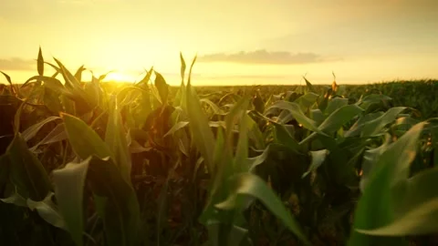 The camera moves slowly among corn field at sunset 動画素材 343447158