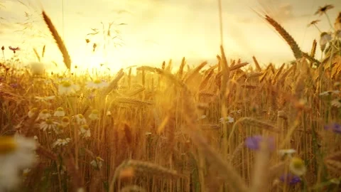 The camera moves slowly among ripe wheat ears at sunset. Video stock 343447059