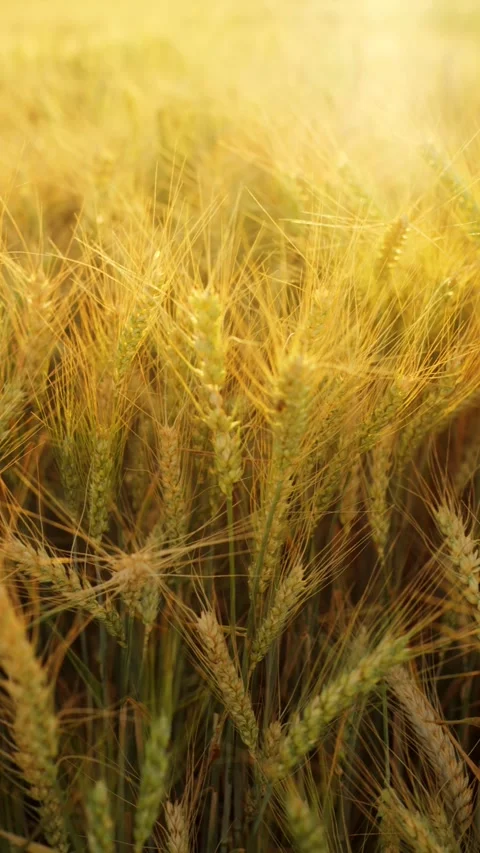 The camera moves slowly among ripe wheat ears at sunset. Vertical video 動画素材 343447077