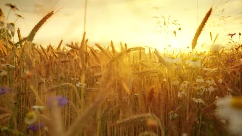 The camera moves slowly among ripe wheat ears at sunset. Stock Footage 346827014