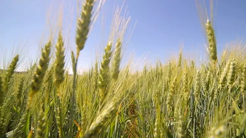 Camera moves slowly between green wheat sprouts. Green spikes slowly rock in the Stock Footage 91725740