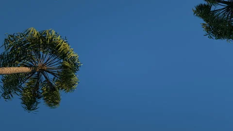 The camera moves slowly between the palm trees. Stock Footage 100923213