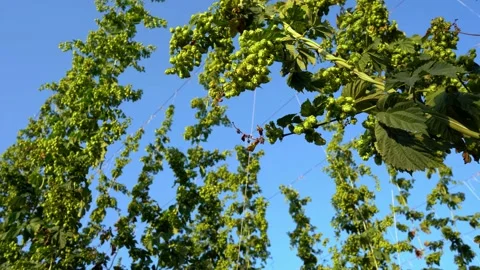 The camera moves slowly up a hanging branch of ripe hops. Rows of ripe hops on Stock Footage 207465829
