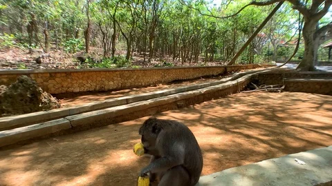 The camera moves slowly next to a monkey eating corn Stock Footage 122126125