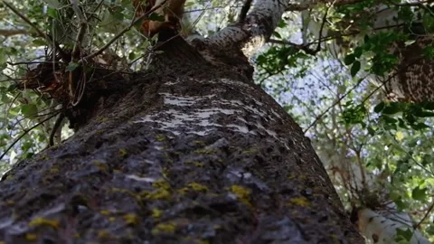 The camera moves slowly over the tree bark Stock Footage 135817053