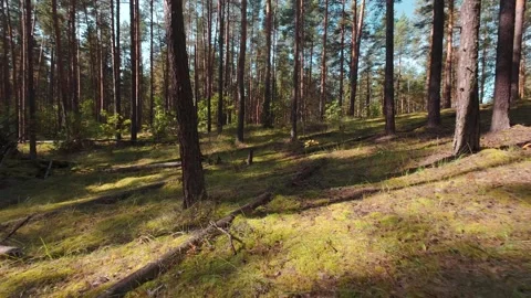 The camera moves slowly through the pine forest. First person view. Stock Footage 289217606