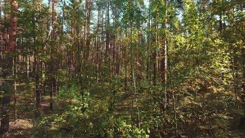 The camera moves slowly through the pine forest. First person view. Stock Footage 289217613