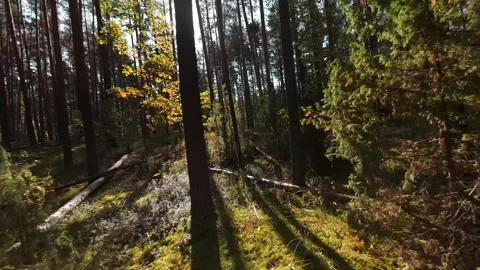 The camera moves slowly through the pine forest. First person view. Stock Footage 289217619