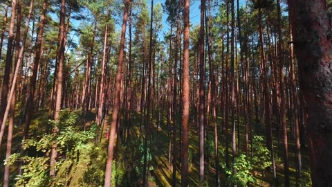 The camera moves slowly through the pine forest. First person view. Stock Footage 289217620