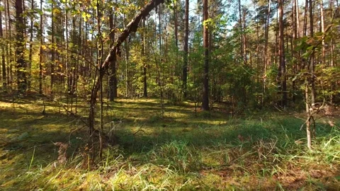 The camera moves slowly through the pine forest. First person view. Stock Footage 289217623
