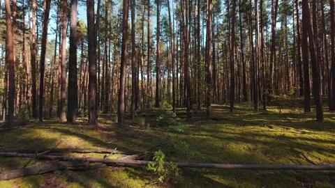 The camera moves slowly through the pine forest. First person view. Stock Footage 289217663