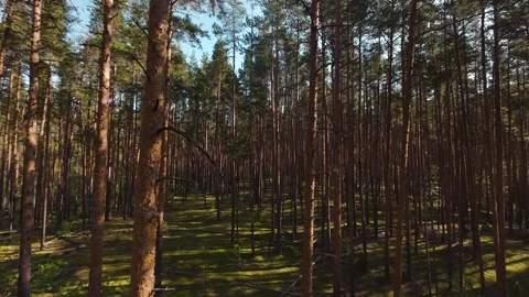 The camera moves slowly through the pine forest. First person view. Stock Footage 289217670