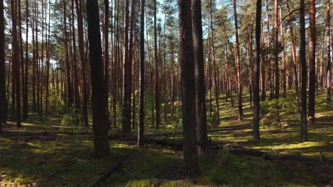 The camera moves slowly through the pine forest. First person view. Stock Footage 289217865