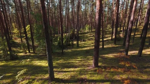 The camera moves slowly through the pine forest. First person view. Stock Footage 289217869