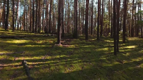 The camera moves slowly through the pine forest. First person view. Stock Footage 289217905