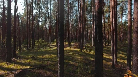 The camera moves slowly through the pine forest. First person view. Stock Footage 289217928