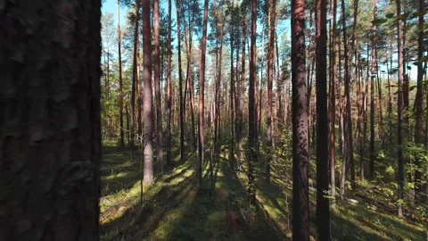 The camera moves slowly through the pine forest. First person view. Stock Footage 289217930