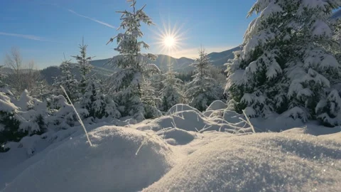 Camera moves slowly through the snow between snow-covered fir trees. Bright Video stock 148078266