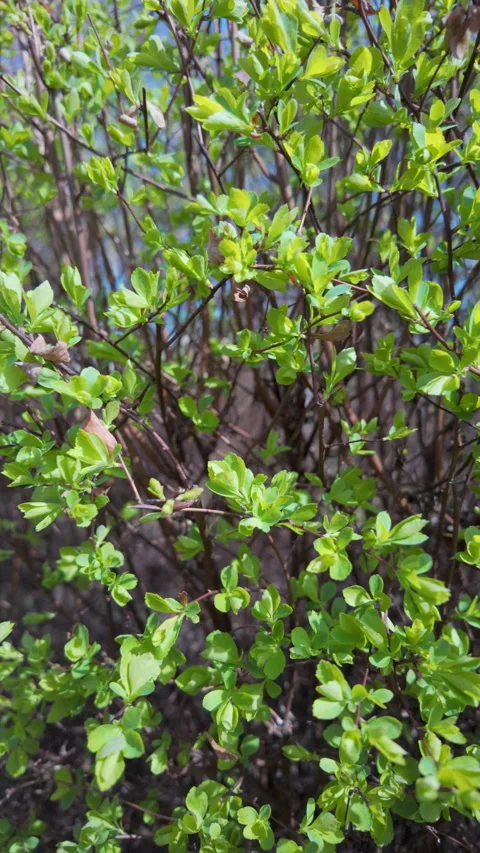 Camera moves smoothly along a dense green bush with fresh spring leaves. Stock Footage 332128428