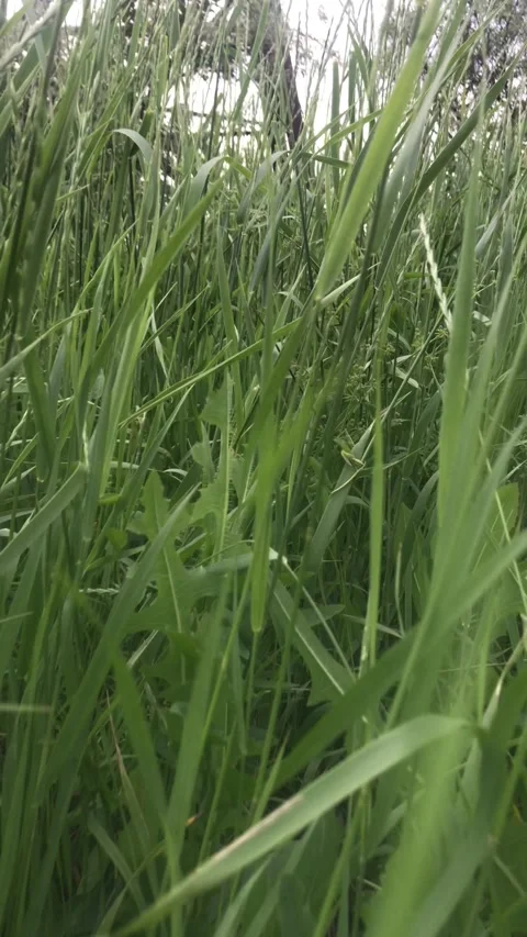 The camera moves smoothly through the green wild grass Stock-Footage 241180755