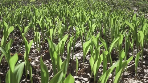 Camera moves on the spring wood lengthways a glade with leaves of a lily of the Video stock 105501312