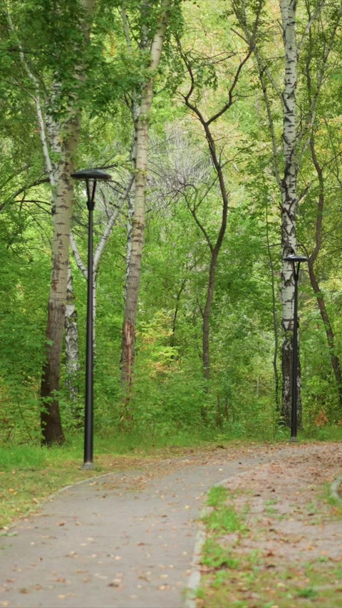 Camera moves steadily along paved path in forest with birch trees and scattered Stock Footage 342785350