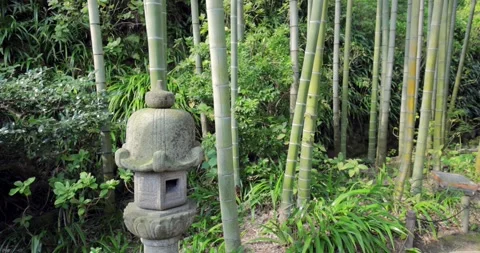 Camera moves from stone lantern to bamboo in serene Japanese autumn scene Stock Footage 323816180