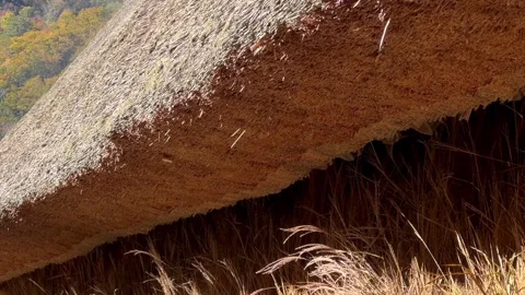 Camera moves up thatched wall of gassho house in Japan showing dense straw roof Stock Footage 324021742