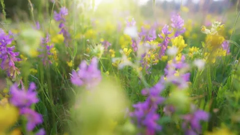 Camera moves through alpine meadow full of colorful flowers. Summer field flower Video stock 237880174