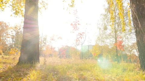 The camera moves through the autumn park. The bright rays of the sun shine Video stock 120471661