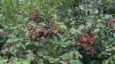 Camera moves through blackberry brambles with ripe and red berries Stock Footage 313806181