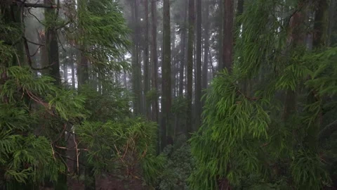Camera moves through the branches of trees in foggy wet forest. Mountains of Sao Stock-Footage 169145553