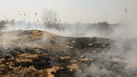 The camera moves through a burnt field with smoke. Ecological catastrophy. Human Stock Footage 132331007