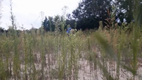 The camera moves through the bushes behind the girl. Vídeo Stock 94537196