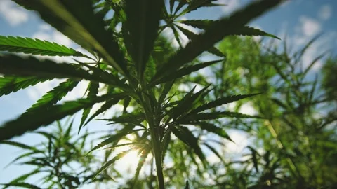 The camera moves up through the cannabis bush Video stock 146893668