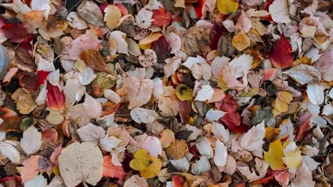 The camera moves through the colorful autumn leaves. Vertical video Stock Footage 162252365