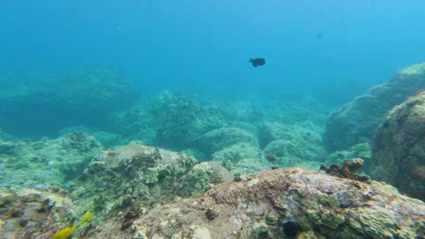 Camera Moves Through a Coral Reef with Fish Swimming Stock Footage 270396662