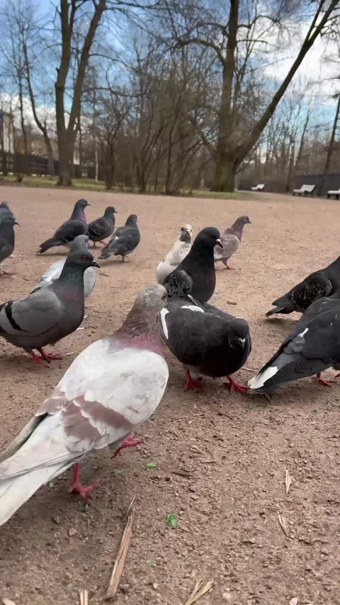 Camera moves through crowd of white, gray, brown pigeons in city park Stock Footage 293624141