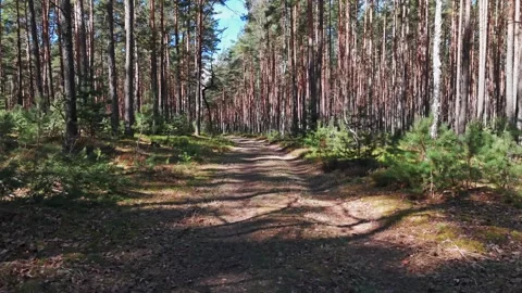Camera moves through dense coniferous forest with sunlight casting long sha.. Stock Footage 333012668