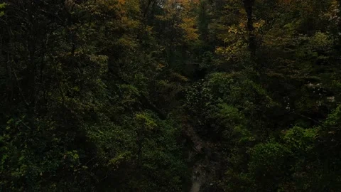The camera moves through a dense forest Stock Footage 171290168
