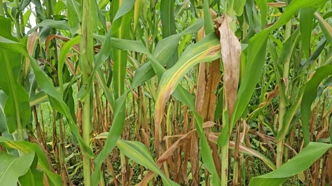 Camera moves through dense tall corn plants with green foliage and drying lower Stock-Footage 342037172